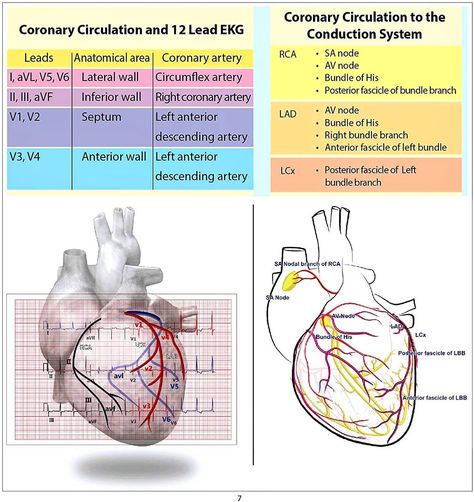 shanu.ECG on Instagram: “💓Coronary circulation 💓 . . Follow us for more information 👇 @knowledge.of.ecg  @knowledge.of.ecg  @knowledge.of.ecg  @knowledge.of.ecg…” Cardiac Cath Lab Nurse, Cath Lab Nursing, Cardiac Cath, Cath Lab Nurse, Diagnostic Medical Sonography Student, Coronary Circulation, Cardiology Nursing, Diagnostic Medical Sonography, Nursing School Essential