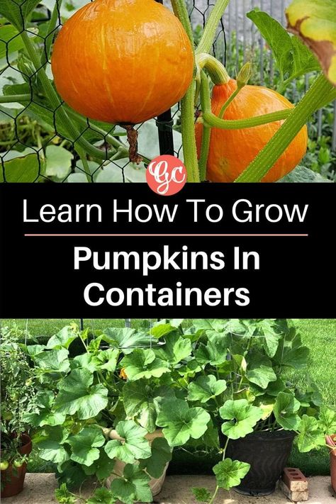 How to Grow Pumpkins in a Pot (Complete Guide) How To Grow Pumpkin In Containers, Pumpkin Container Garden, Pumpkins In Containers, How To Grow Pumpkins, Grow Pumpkins, Patio Container Gardening, Growing Vegetables In Pots, Planting Pumpkins, Pumpkin Garden