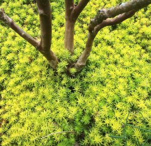 Sedum rupestre 'Angelina' - Xera Plants Sedum Angelina, Oregon Garden, Sedum Plant, Creeping Phlox, Ice Plant, Growing Succulents, Fast Growing Plants, Ground Cover Plants, Herbaceous Perennials