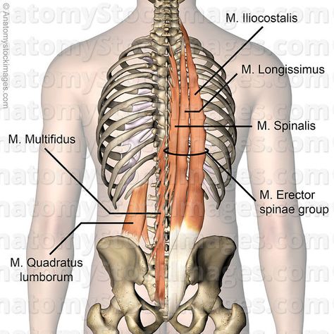 Anatomy Stock Images | spine-musculus-multifidus-quadratus-lumborum-erector-spinae-iliocostalis-longissimus-thoracis-spinalis-thoracis-erector-spina... Erector Spinae, Quadratus Lumborum, Anatomy References, Medical Anatomy, Anatomy And Physiology, Anatomy Reference, The Human Body, Personal Training, Pilates