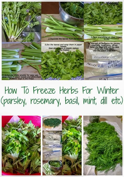 Freeze Dried Herbs How To Make, Canning Herbs, How To Freeze Herbs, Freeze Herbs, Freezing Food Guide, Freezing Veggies, Preserve Herbs, Freezing Fresh Herbs, Preserve Fresh Herbs