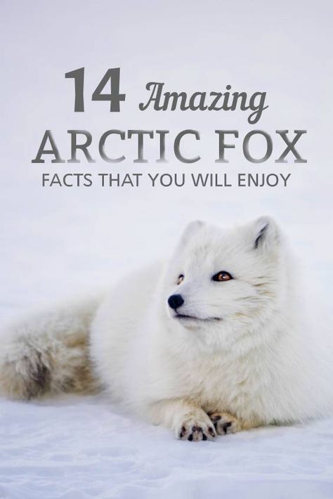 If you are an animal lover then this is an answered prayer! We all know how adorable acrtic fox is! These are 14 AMAZING ARCTIC FOX FACTS THAT YOU WILL ABSOLUTELY ENJOY! #AnimalFacts  #Facts #Animals #FoxFacts #ArcticFoxFacts Arctic Fox Aesthetic, Arctic Fox In Summer, Arctic Fox Facts, Baby Arctic Fox, Arctic Fox Aquamarine, Fox Facts, Spirit Animal Meaning, Animal Meanings, Fox Spirit