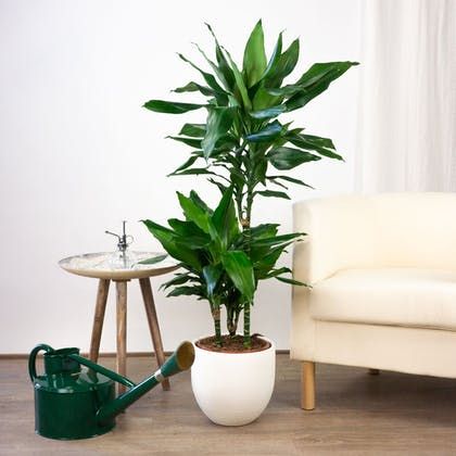 Be.Green - Catálogo de plantas - Envíos gratis a domicilio en 24h - Be.Green Dracaena Fragrans, Dracaena Marginata, Madagascar, Planter Pots, Home And Garden, House Styles, Plants, Green