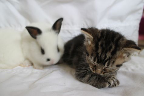 Kitten And Bunny, Kitty And Bunny, Cat And Bunny, Bunny And Cat, Silly Cats, Cute Little Animals, Cute Black, Big Cats, Cat Breeds