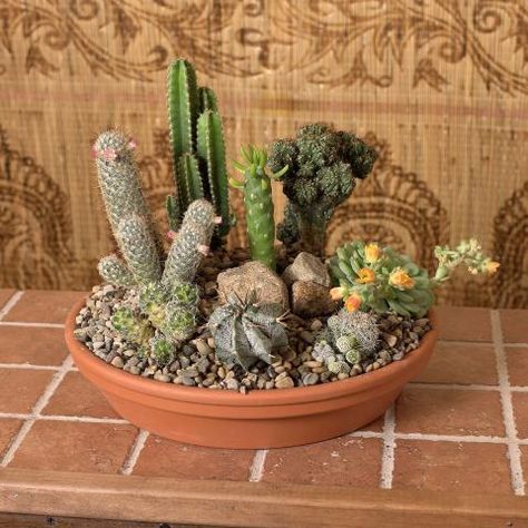 desert dish garden Small Scale Gardening, Cactus Arrangement, Midwest Living, Cactus Diy, Dish Garden, Moss Garden, Cactus Garden, Garden Care, Garden Features