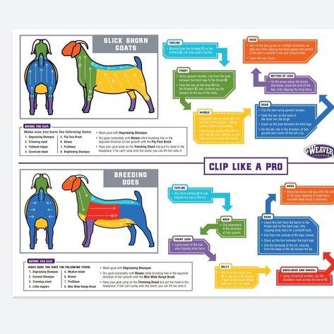 Showing Goats In 4h, Show Goats Tips, Goat Showmanship, Goat Showing, 4h Goats, Meat Goats, Farm Goats, Breeding Goats, Livestock Showing