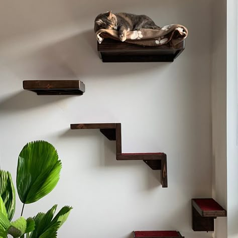 Cat Shelves Diy, Stairs Floating, Bed Floating, Diy Cat Shelves, Cat Bed Ideas, Floating Cat Shelves, Katt Diy, Cat Climbing Wall, Cat Cube