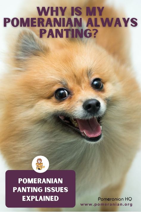 Pomeranian Puppy Training, Pomeranian Haircuts, Parti Pomeranian, Pearl Harness, Pomeranian Training, Pomeranian Breeders, Dog Commands Training, Pomeranian Facts, Pomeranian Boo