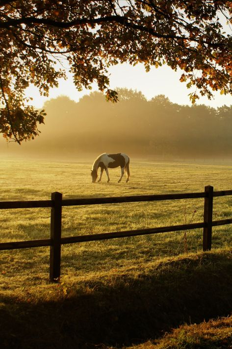 Image of a horse eating grass on a farm Sunrise Farm Photography, Sunrise Farm, Rural Photography, Gods Country, Mountain Landscape Photography, Farm Lifestyle, Farm Photography, Scenery Photography, Horse Ranch