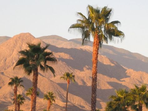 I love seeing the desert mountains and palm trees when I go back to Palm Springs <3  #westcoastmopar #allamericanclassiccarrestoration #classiccarrestoration #classiccar #plymouth #dodge #palmsprings #coachellavalley #southerncalifornia #restorationshop #autoshop #california visit our websites westcoastmopar.net & allamericanclassiccarrestoration.com Vintage Palm Springs, Maned Wolf, Desert Dream, States In America, California Love, California Dreamin', Most Beautiful Cities, Travel Memories, Travel Tours