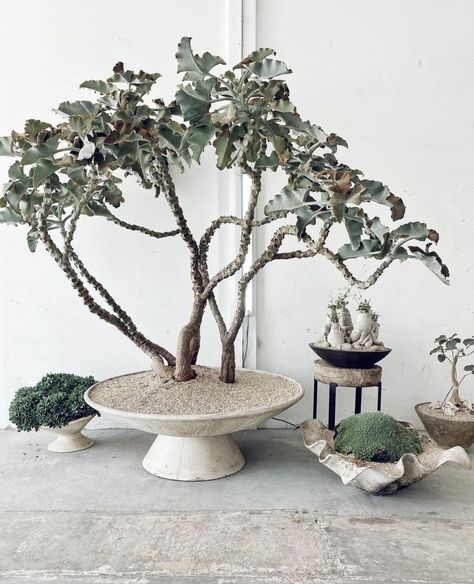 Kalanchoe Beharensis, Indoor Trees, Balcony Plants, Bonsai Art, Indoor Flowers, Interior Plants, Plant Spacing, Plant Aesthetic, Cactus Garden