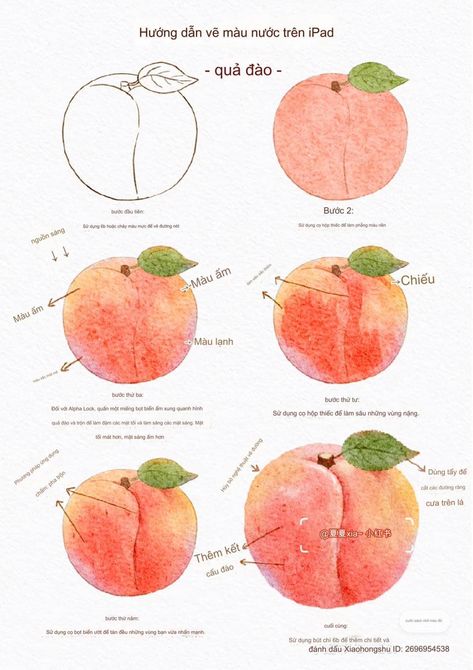 Peach Drawing Realistic, How To Draw A Peach, Peach Reference, Peach Sketch, Peach Drawing, Watercolor Food Illustration, Fruit Watercolor, Peach Watercolor, Flower Drawing Tutorials