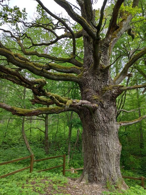 Old oak tree Town Scape, Forest Reference, English Oak Tree, Massive Tree, Woodland House, Ancient Trees, Live Oak Trees, Old Oak Tree, Oak Forest