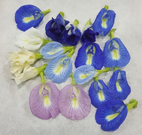 Clitoria Flower Tattoo, Bunga Telang Aesthetic, Teenage Drawings, Butterfly Pea Flowers, Bunga Telang, Indian Garden, Lotus Painting, Butterfly Pea Flower, Boquette Flowers