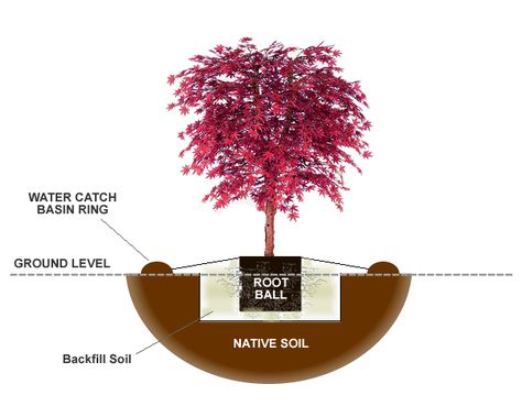 Landscaping Around Japanese Maple, Flower Bed With Japanese Maple, Japanese Maple Tree In Container Pots, Planting Japanese Maple Tree, Front Yard Japanese Maple, Emperor Japanese Maple Tree, Pots Around Tree, Lace Leaf Japanese Maple, Japanese Red Maple Tree Landscapes