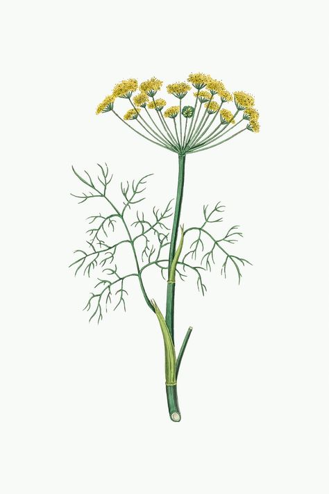 Dill Botanical Illustration, Dill Flower Tattoo, Dill Drawings, Dill Illustration, Dill Plant, Dill Herb, Herbs Illustration, Plant Sketches, Create Wedding Invitations