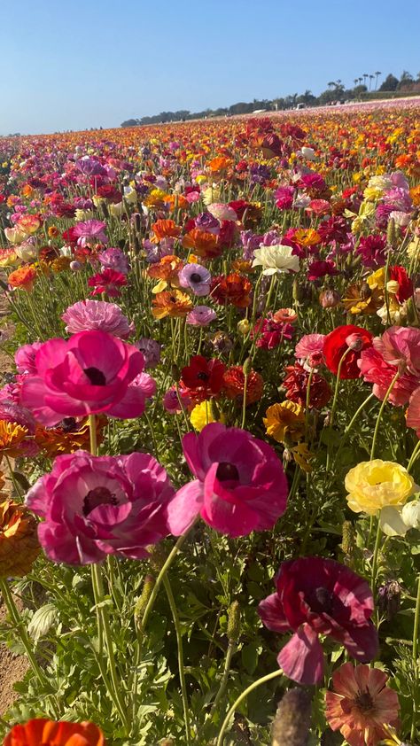 Carlsbad Flower Fields, Boquette Flowers, Nothing But Flowers, Pretty Landscapes, Flower Landscape, Flower Therapy, Beautiful Bouquet Of Flowers, Bright Flowers, Beautiful Bouquet