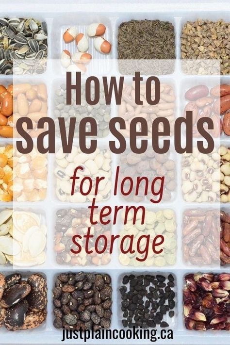 Mason Jar Seed Storage, How To Keep Seeds For Next Year, What To Do With Apple Seeds, How To Dry Seeds For Planting, How To Preserve Garden Vegetables, How To Store Seeds Long Term, How To Save Seeds For Next Year, Drying Seeds For Planting, Garden Seed Storage