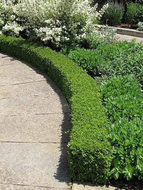 Green Velvet Boxwood Landscaping, Velvet Boxwood, Green Velvet Boxwood, Low Maintenance Landscaping Front Yard, Boxwood Landscaping, Hampton Garden, Safe Green, Low Maintenance Shrubs, Broadleaf Evergreen