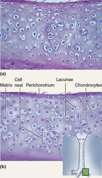 This tissue is hyaline cartilage. Hyaline cartilage is characterized by chondroblasts within a lacuna and a large amount of white space. is avascular, which makes it hard to repair. It is rubbery and rigid and can be found in the nose or trachea. Hyaline Cartilage Tissue, Respiratory System Anatomy, Hyaline Cartilage, Tissue Biology, Histology Slides, Organic Chemistry Study, Physical Therapy Assistant, Medicine Notes, Vet Medicine