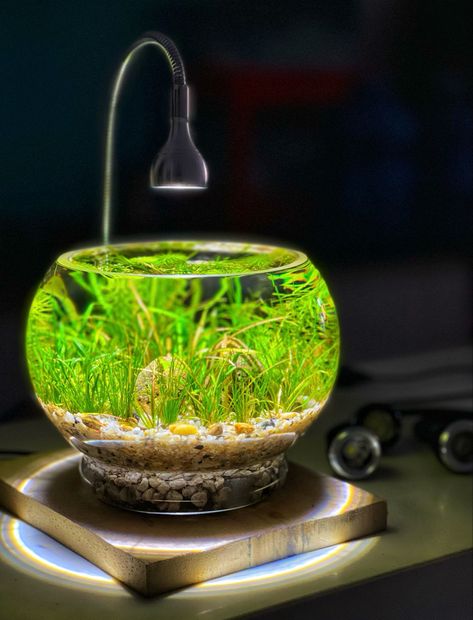 Bowl Aquarium, Betta Fish Tank, Aquarium Fish Tank, Fish Pond, Betta Fish, Aquarium Fish, Fish Tank, Garden Ideas, Fish