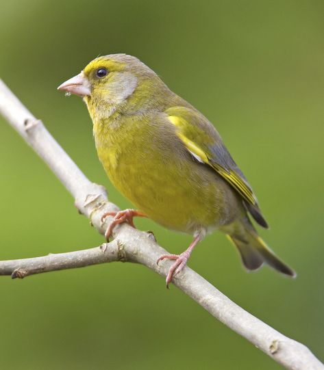 Greenfinch, Parrot, Birds, Green