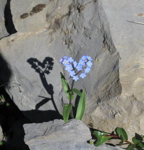 Heart In Nature, All The Bright Places, Theme Nature, Love Actually, Forget Me Not, Mother Earth, Love Is All, Pretty Flowers, Pretty Pictures