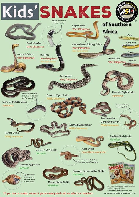 Snake Types, Desert Insects, Animals Name With Picture, Types Of Snakes, Vine Snake, Fruits Name In English, Snake Facts, Poisonous Snakes, Types Of Snake