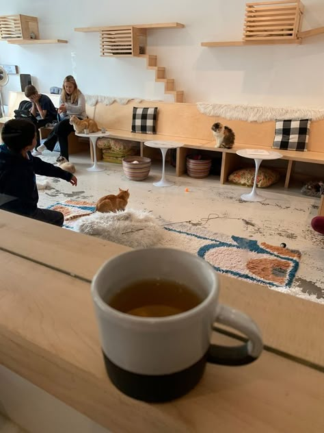 Dog Cafe Design Coffee Shop, Cat Cafe Ideas, Cat Cafe Ideas Coffee Shop, Cat Cafe Interior, Cat Coffee Shop, Cat Cafe Aesthetic, Animal Cafe, Cat Cafe With Friends, Cafe San Francisco