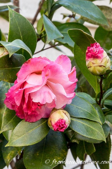 GREAT tips on growing Camellias. Everything you need to know about Camellia care, including planting and pruning. #camellias #camelliaflower #camelliabush #shadeplants Camilia Flower Tree, Camelia Tree, Sweetpea Flower, Yuletide Camellia, Garden Bushes, Camellia Tree, Lake Landscaping, Shade Loving Shrubs, Camellia Plant