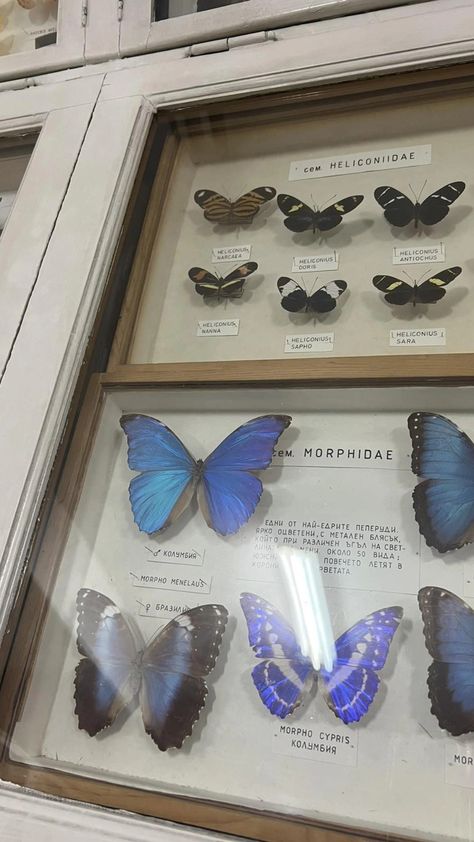 Butterfly Collection Aesthetic, Butterfly Collection Display, Blue Morpho Butterfly Aesthetic, Morpho Butterfly Aesthetic, Butterfly Taxidermy Decor, Blue Butterfly Aesthetic, Solarium Ideas, Butterfly Museum, Butterfly Exhibit