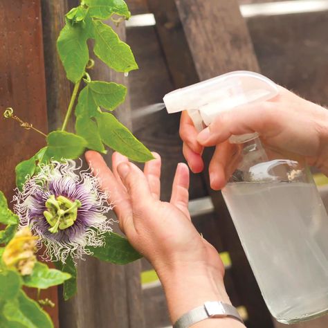 Castile Soap Spray for Garden Pests Cleaning Patio Furniture, Castile Soap Recipes, Making A Garden, Pest Spray, Peppermint Soap, Plant Pests, My Purpose, Bloom Blossom, Castile Soap