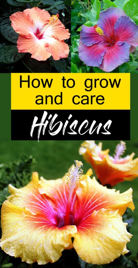 Hibiscus Tree Care, Hardy Hibiscus Plant, Hibiscus Care, Hibiscus Bouquet, Hibiscus Flower Drawing, Hibiscus Bush, Growing Hibiscus, Mallow Plant, Hibiscus Garden