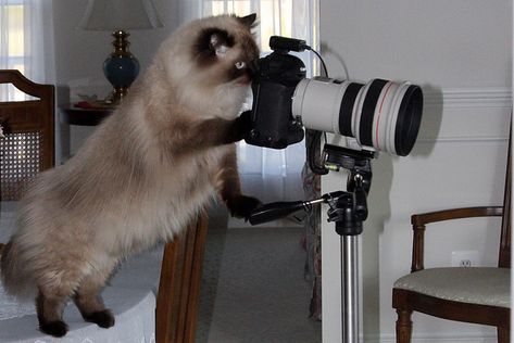 Buster the Cat with the camera - photo by David Kinneer (secondcousindave), via smugmug Cat Camera, Cat Images, Funny Pets, Movie Camera, Cat Icon, Pet Stuff, Funny Cat Memes, Crazy Cat, Silly Cats