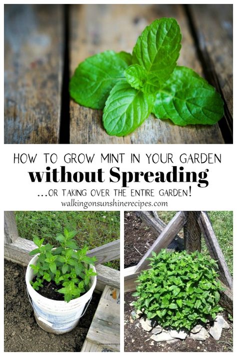 Growing Mint Outdoors, Mint In Garden, Planting Mint, Growing Mint Indoors, How To Grow Mint, Grow Mint, Farm Tips, Herb Growing, Mint Herb