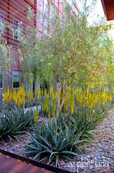 Aloe Vera Garden Ideas, Garden Ideas Succulents, Aloe Vera Garden, Arizona Landscape Design, California Landscaping, Succulent Landscape Design, Landscape Gardening, Beautiful Home Gardens, Arizona Landscape