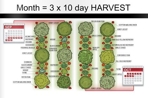 The+permaculture+grocery+store Plan Potager Permaculture, Plan Potager, Plant Guilds, Permaculture Orchard, Permaculture Food Forest, Homestead Food, Planning Garden, Store Fruit, Orchard Design