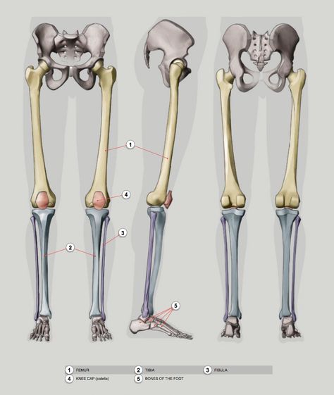 Lower Limb Anatomy, Limb Anatomy, Anatomy Learning, Bone Drawing, Human Skeleton Anatomy, Leg Anatomy, Human Anatomy Reference, Anatomy Studies, Skull Anatomy