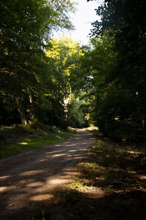 epping forrest during the summer mornings by Arora Angles Trail Photography, Epping Forest, City Of London, Busy City, Morning Walk, London City, In Nature, Great Places, Nature Photography