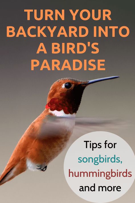 Backyard Bird Watching Bird Habitat, Backyard Birds Watching, Round Bird, Backyard Birds Sanctuary, Backyard Birds Feeders, Water Tips, Bird Paradise, Attract Hummingbirds, What Is A Bird