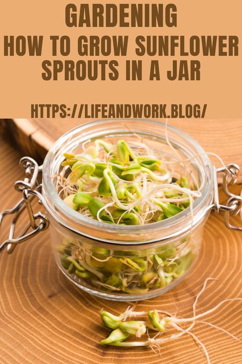 How to Grow Sunflower Sprouts in a Jar Sprouts In A Jar, Sunflower Seeds Benefits, Sunflower Sprouts, How To Make Sunflower, Radish Sprouts, Growing Sprouts, Indoor Planting, Growing Sunflowers, Vegetables Food