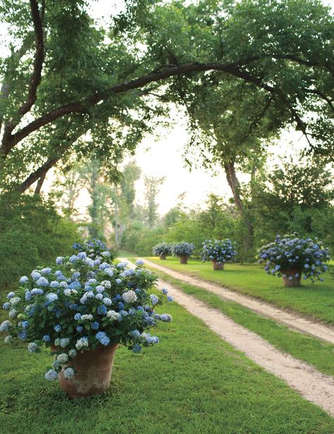 Backyard Townhouse, Birdseed Cakes, Hamptons Landscaping, Ireland Garden, Furlow Gatewood, Cottage Plants, Houston Garden, Hydrangea Season, Hampton Garden