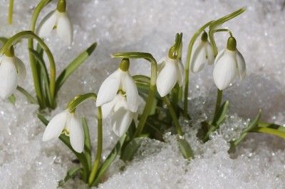 Stunning Coffee Grounds As Fertilizer, Spring Blooming Flowers, Thyme Plant, Indoor Flowering Plants, Early Spring Flowers, Spring Images, Winter Flowers, Spring Blooms, Landscaping Plants