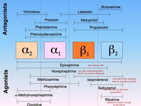 Alpha 1 Alpha 2 Beta 1 Beta 2 Nursing, Alpha Beta Receptors, Alpha And Beta Receptors Cheat Sheets, Alpha Receptors, Alpha And Beta Receptors, Beta Receptors, Pharmacy School Study, Flight Response, Paramedic School