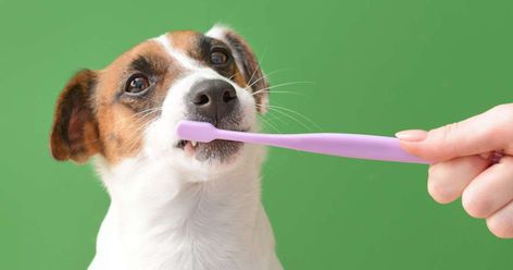 It’s probably much more frequent than you currently brush your dog’s teeth. The post How Often Should You Be Brushing Your Dog’s Teeth? appeared first on Reader's Digest. Brushing Dogs Teeth, Plaque Teeth, Tooth Brushing, Teeth Pictures, Human Teeth, Dog Toothbrush, Dog Teeth Cleaning, Dental Cleaning, Periodontal Disease