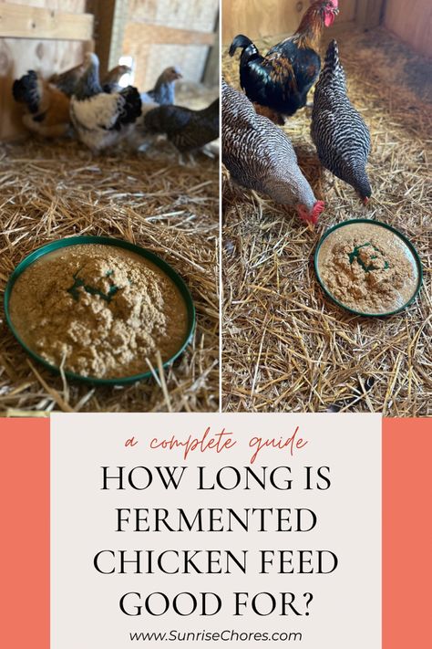 A flock of chickens next to brown wet feed Chicken Feed Mix, Natural Chicken Feed, Fermented Chicken Feed, Chicken Feed Diy, Fermenting Chicken Feed, Homemade Chicken Feed, Organic Chicken Feed, Chicken Runs And Coop, Layer Feed