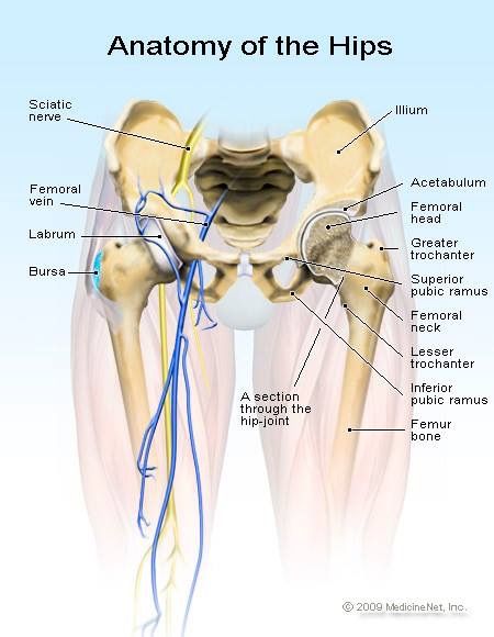 Anatomy of the Hips. Psoas Iliaque, Hip Anatomy, Bursitis Hip, Hip Pain Relief, Yoga Anatomy, Human Body Anatomy, Hip Stretches, Muscle Anatomy, Hip Dysplasia