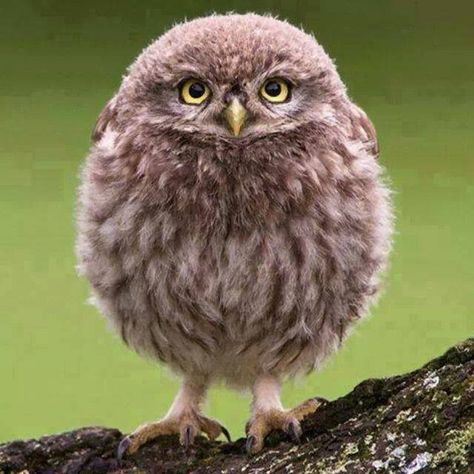 ~fluffy little owl~so cute~ Owl Pictures, Beautiful Owl, Animal Photos, Baby Owls, Pretty Birds, Cute Owl, Bird Photography, 귀여운 동물, Animals Friends