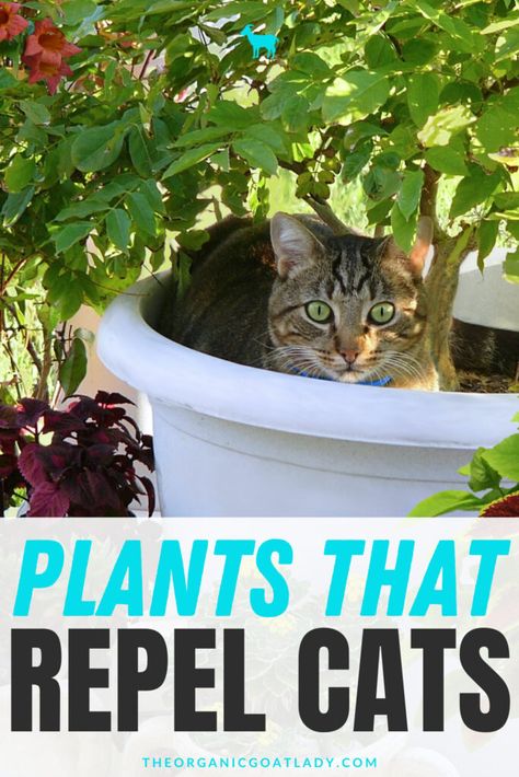 What Plants Repel Cats? - The Organic Goat Lady Plants That Repel Cats, Cat Repellant Outdoor, Cat Repellent, Repellent Plants, Cat Repellant, Garden Care, Garden Layout, All About Cats, Cat Pin