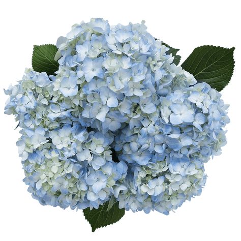 The box contains 80 stems of blue or light blue Hydrangeas. Stems are 18" to 22" long. And the diameter of the head is 5" to 8".Your flowers and roses are shipped absolutely fresh, direct from the greenhouses to you via FedEx. Globalrose sells wholesale flowers and wholesale roses at prices that are usually lower than most local wholesalers. All our flowers and roses are cut specially for you, your loved one or special event (wedding, party, fundraising event, birthday or holiday), 3 days before Fresh Wedding Flowers, Blue Hydrangea Flowers, Wholesale Flowers Wedding, Bulk Wedding Flowers, Wholesale Roses, Hydrangea Bouquet, Hydrangea Flowers, Flower Care, Flowers For You